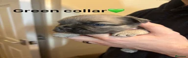 green collar 