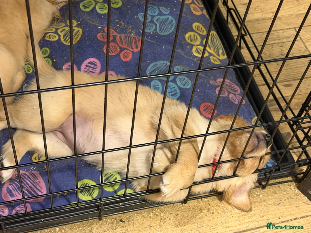 Golden Retriever dogs for sale: Beautifully Coloured Golden Retriever Puppies - Advert 13