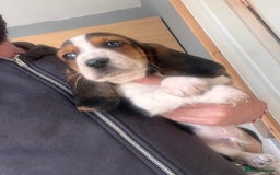Basset Hound dogs for sale: Bassat hound puppys  - Image 1