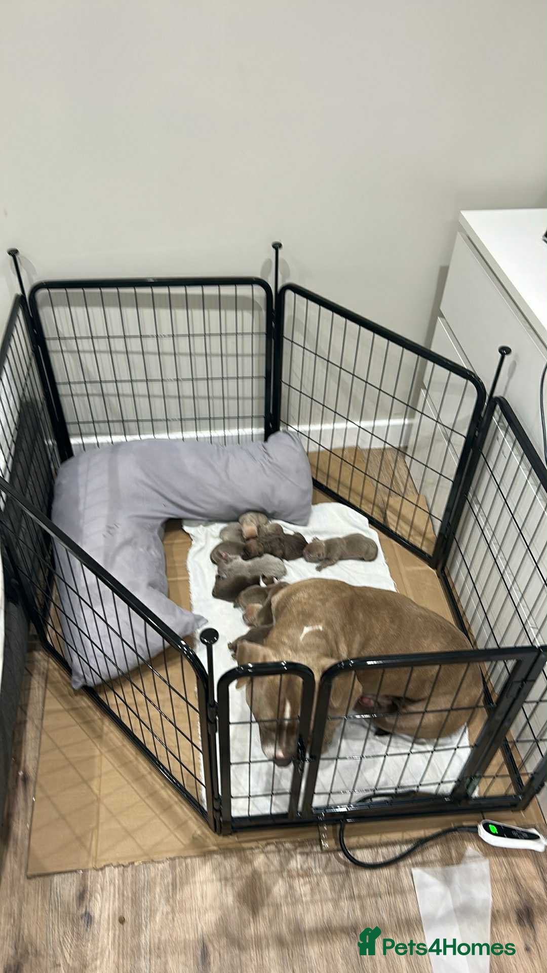 Mixed Breed dogs for sale: Pocket bully’s  - Image 6