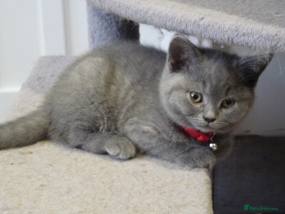 British Shorthair cats for sale: four beautiful british shorthair kittens for sale - Advert 11
