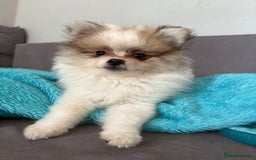 Pomeranian dogs for sale: Handsome Pomeranian Puppies ready - Image 5