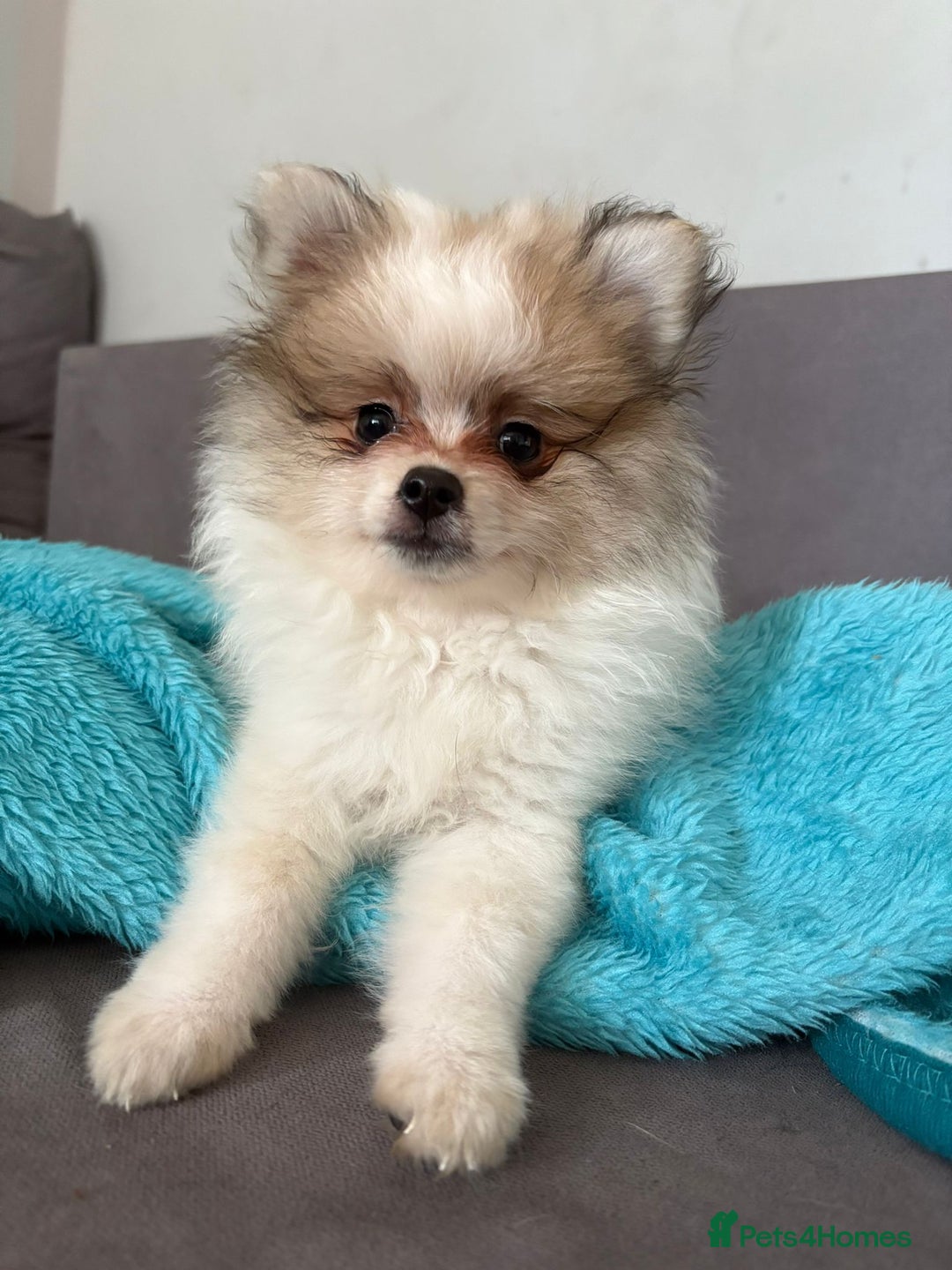 Pomeranian dogs for sale: Handsome Pomeranian Puppies ready - Image 5