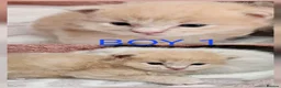 Mixed Breed cats for sale: Ragcoons - Advert 5