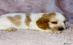 Cocker Spaniel dogs for sale: Cocker Spaniel Pups  - Image 10