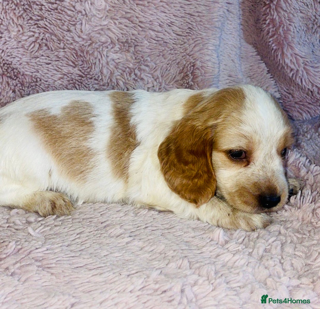 Cocker Spaniel dogs for sale: Cocker Spaniel Pups  - Image 10