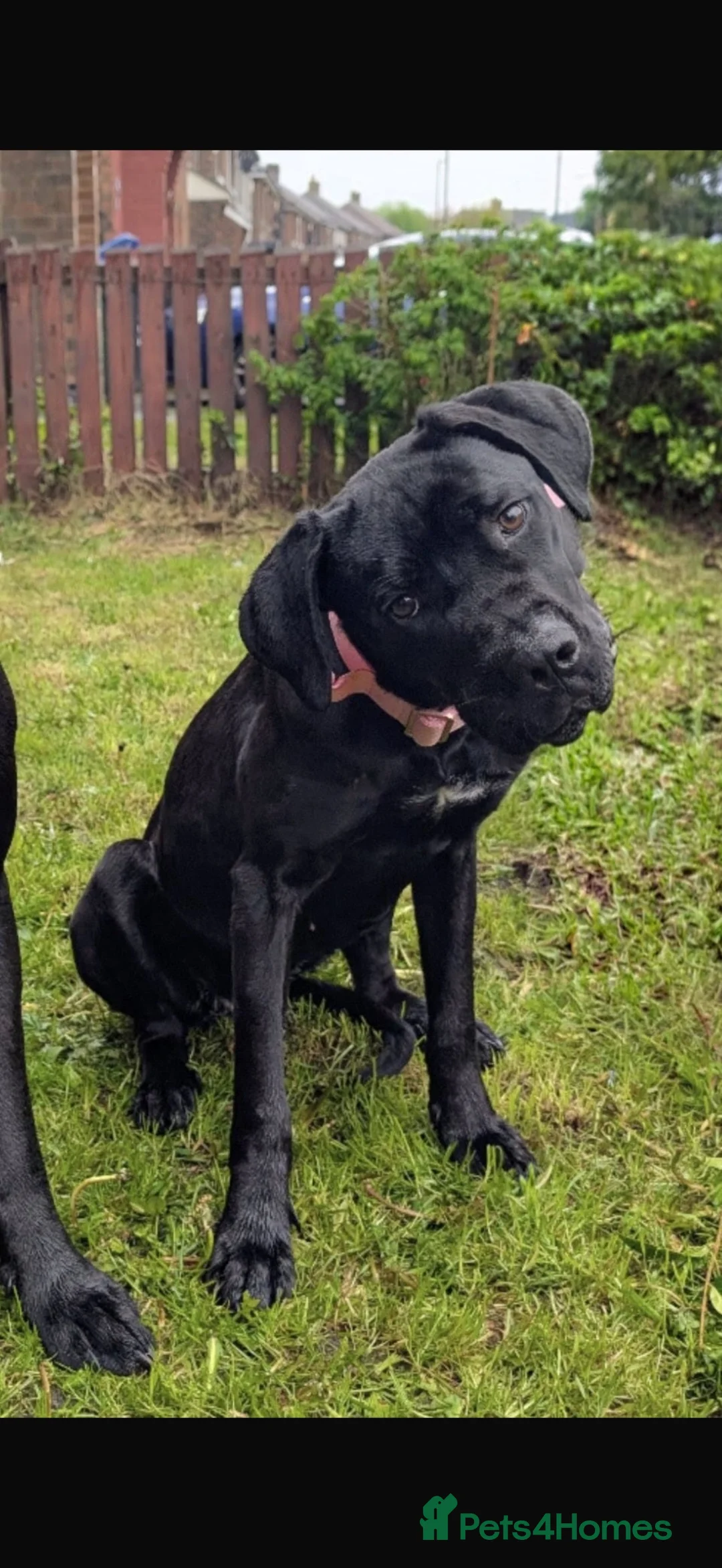 Cane Corso dogs for sale: 1 year old cane corse girl❤️ - Advert 2
