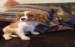 Cavalier King Charles Spaniel dogs for sale: READY kc, health tested girl - Image 10