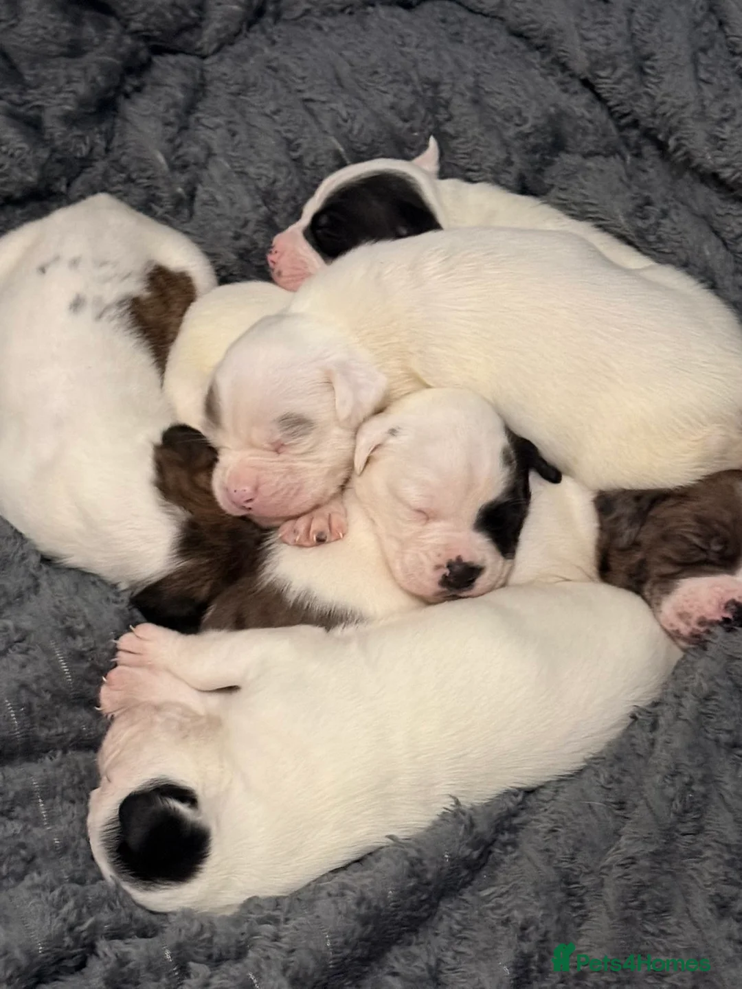 Mixed Breed dogs for sale: Fluffy puppy’s  - Advert 3