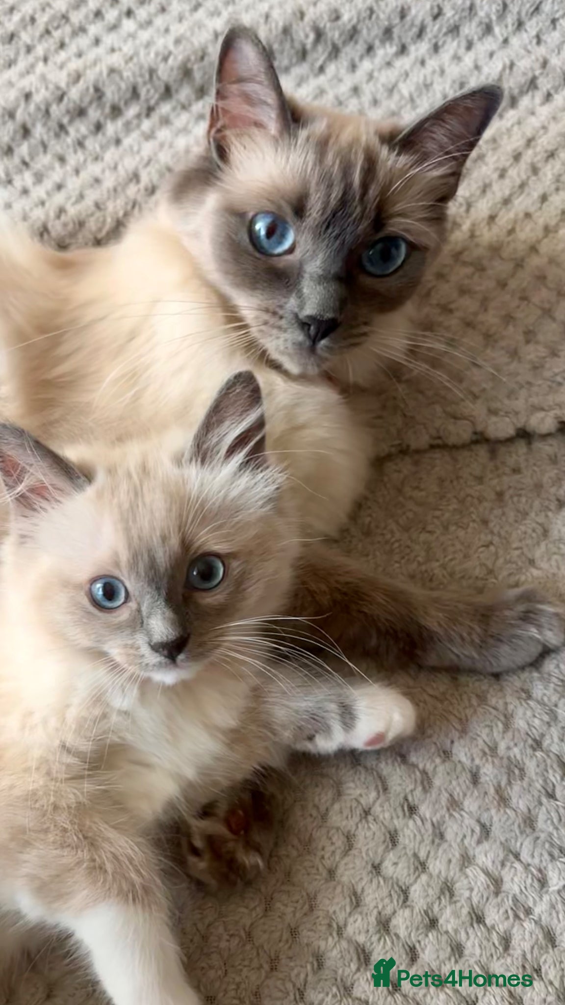 Ragdoll cats for sale: Beautiful Blue Point Mitted Ragdoll Boy in Banbury - Advert 3