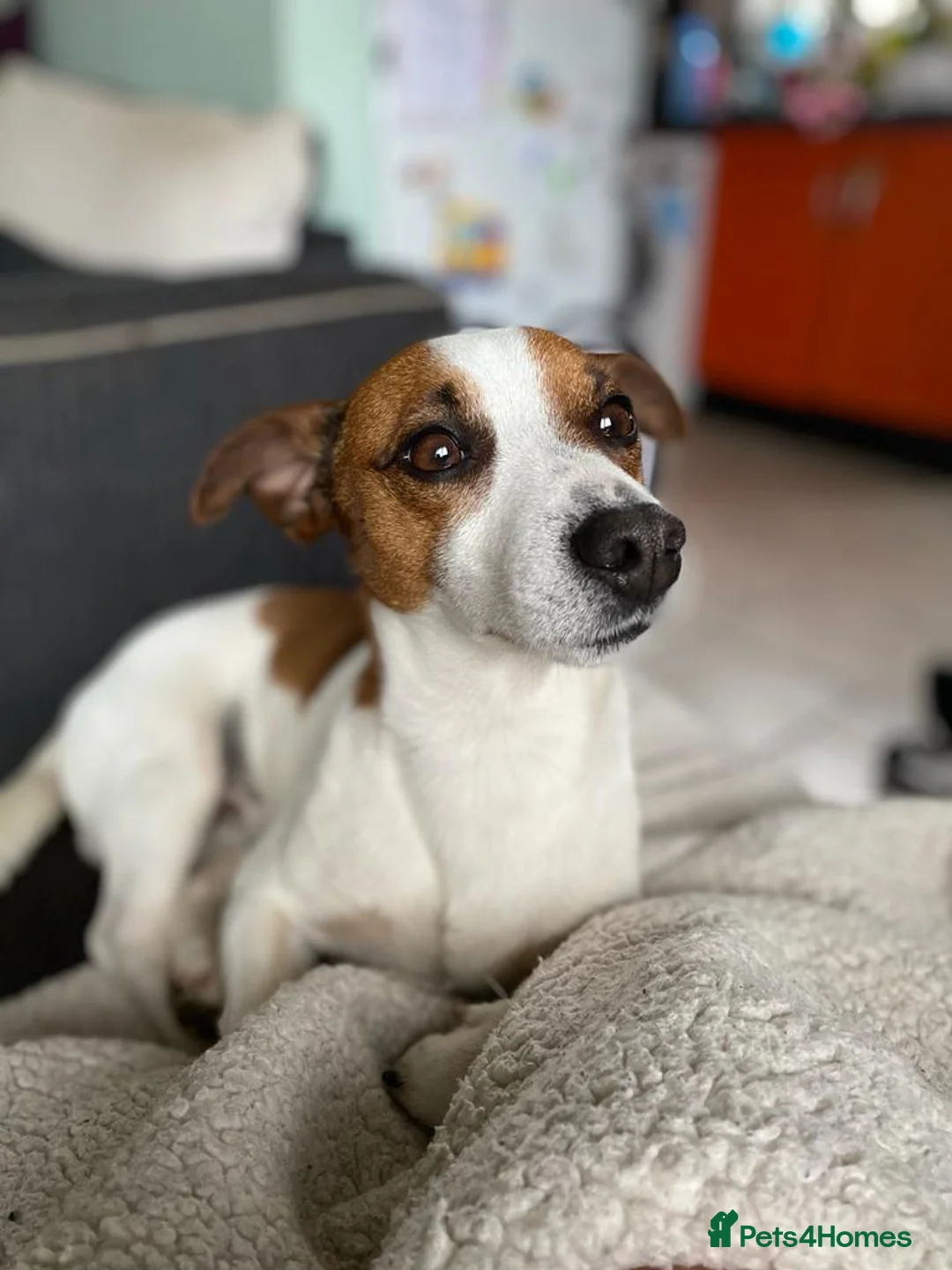 Jack Russell dogs for stud: Handsome Jack Russel boy for Stud in Doncaster - Advert 3