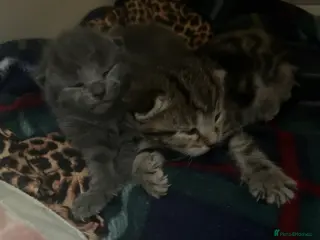 Mixed Breed cats Bengal X kittens - Advert 2