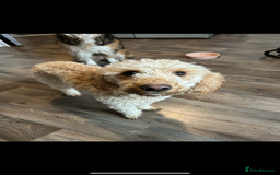 Cockapoo dogs for sale: 2.5yr old female cockapoo for sale  - Image 6