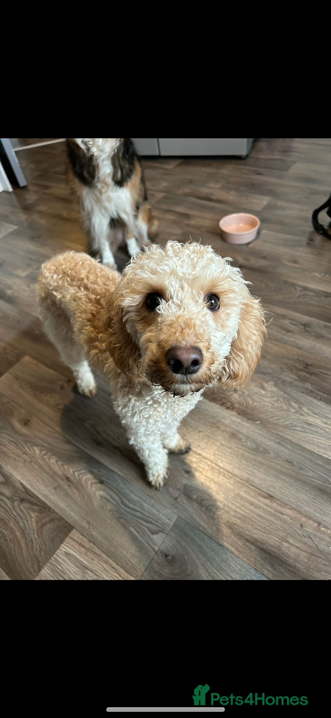 Cockapoo dogs for sale: 2.5yr old female cockapoo for sale  - Image 6