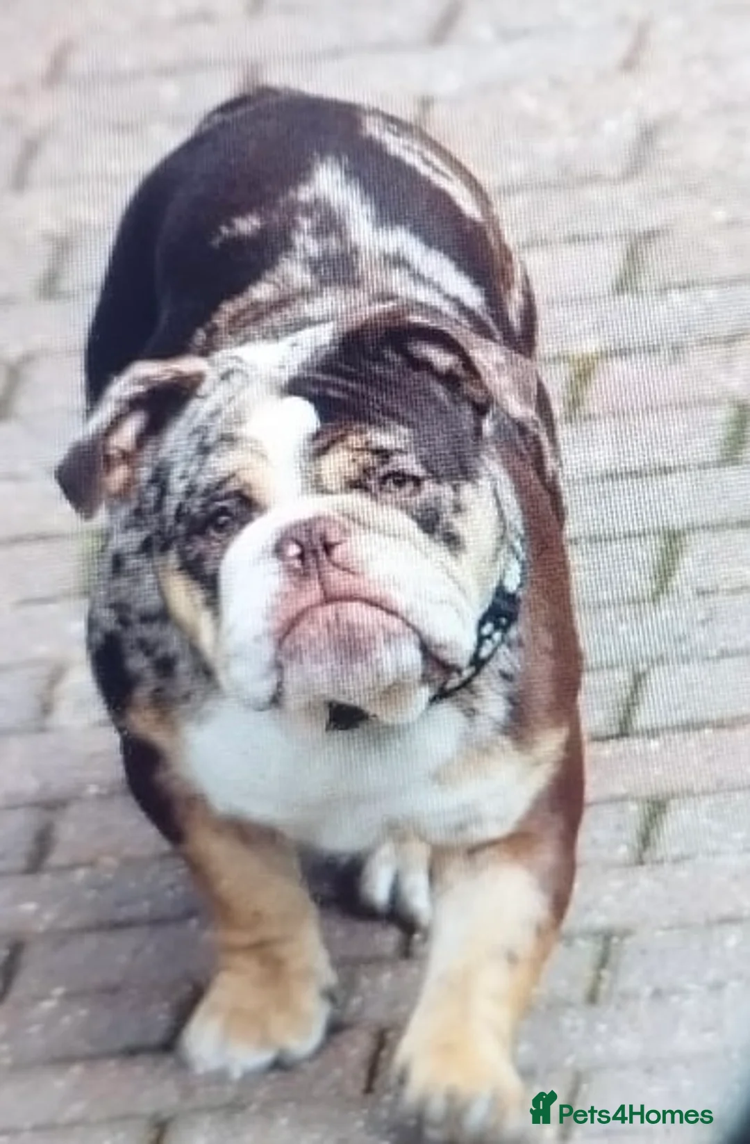 English Bulldog dogs for sale: English bulldog adult female - Advert 2