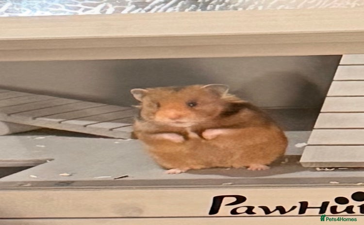 Hamster rodents Male Syrian hamster  - Advert 1