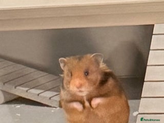 Hamster rodents Male Syrian hamster - Advert 16