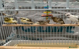 Canaries birds for sale: canarie birds  - Advert 2