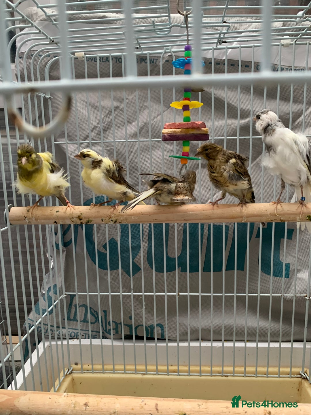 Canaries birds for sale: canarie birds  - Advert 2