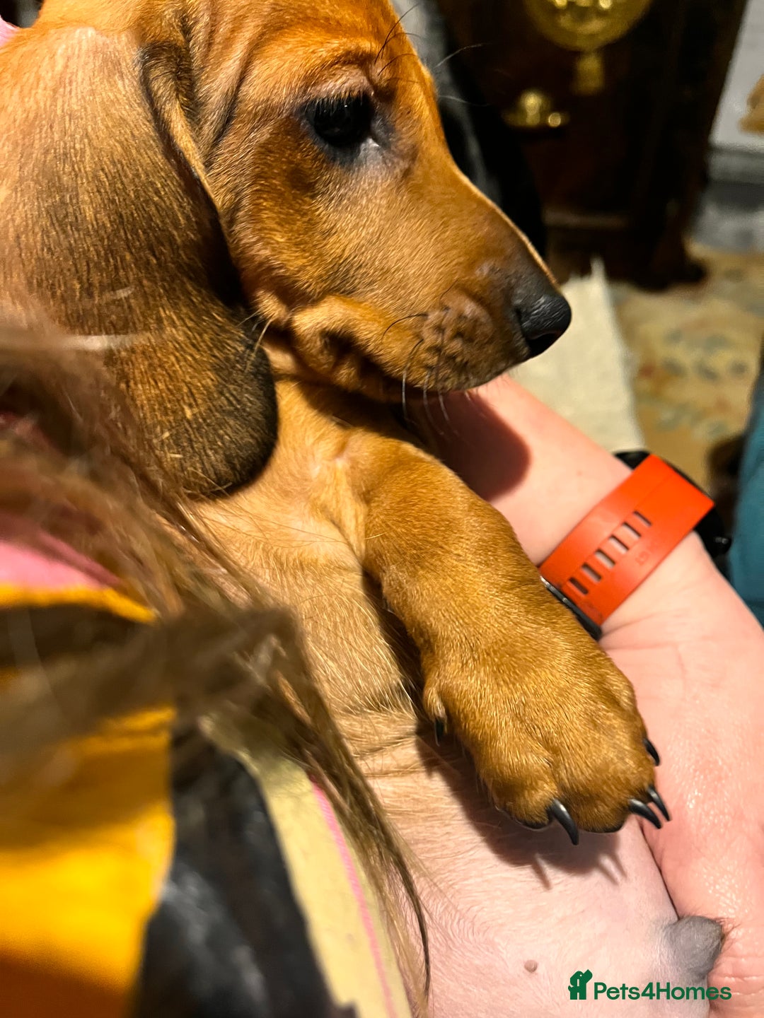 Dachshund dogs for sale: KC REG STANDARD SMOOTH HAIR DACHSHUND MALE PUPS - Advert 4