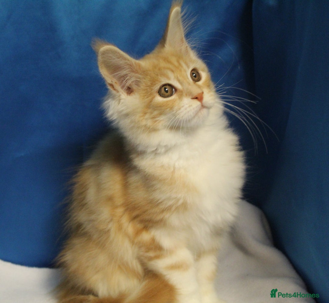 Maine Coon cats for sale: maine coon baby's - Image 3