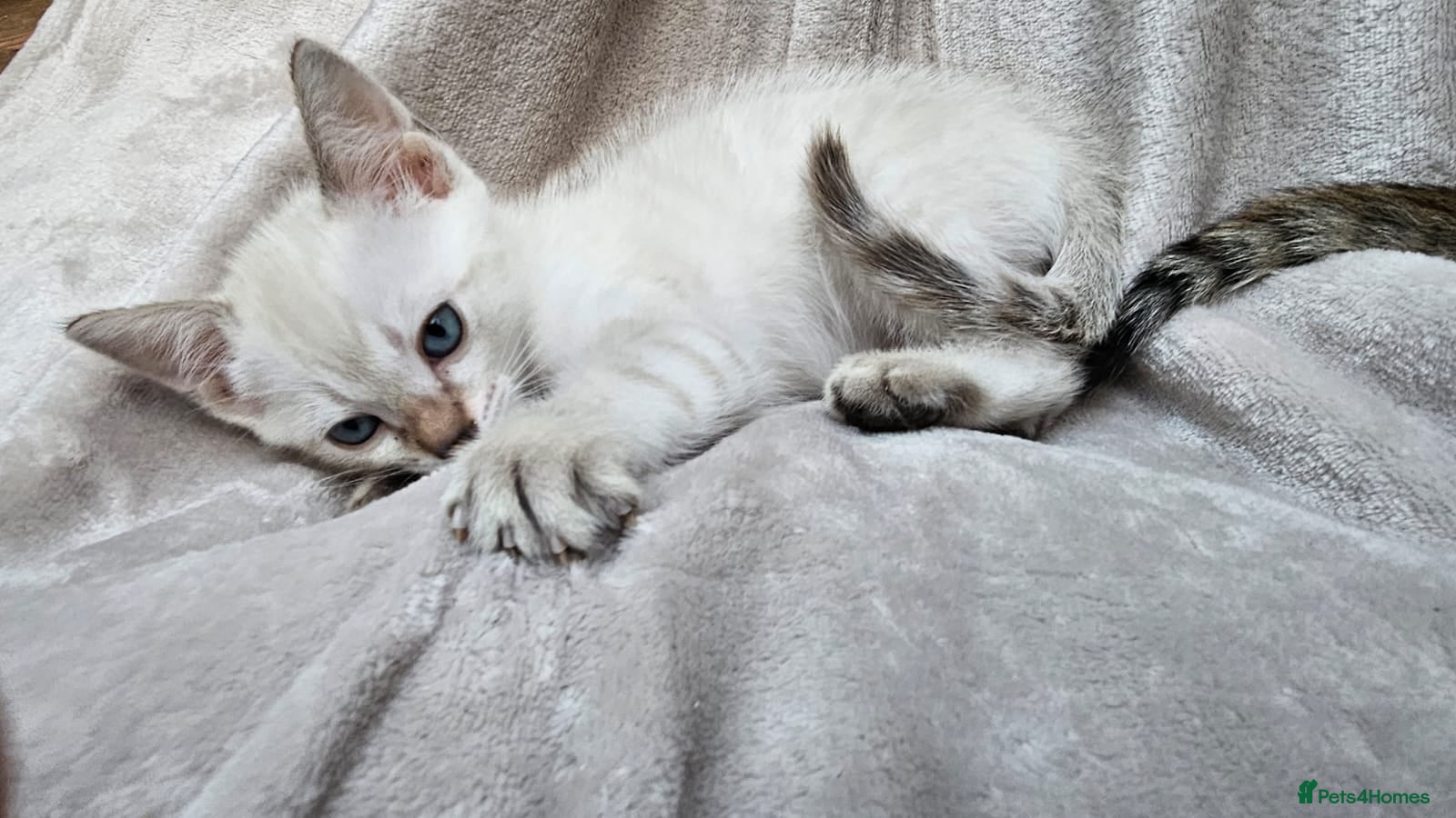 Bengal cats Cuddly charity donation pay monthly - Advert 12