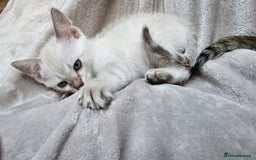 Bengal cats for sale: Cuddly charity donation pay monthly - Image 1