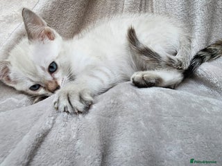 Bengal cats - Advert 22