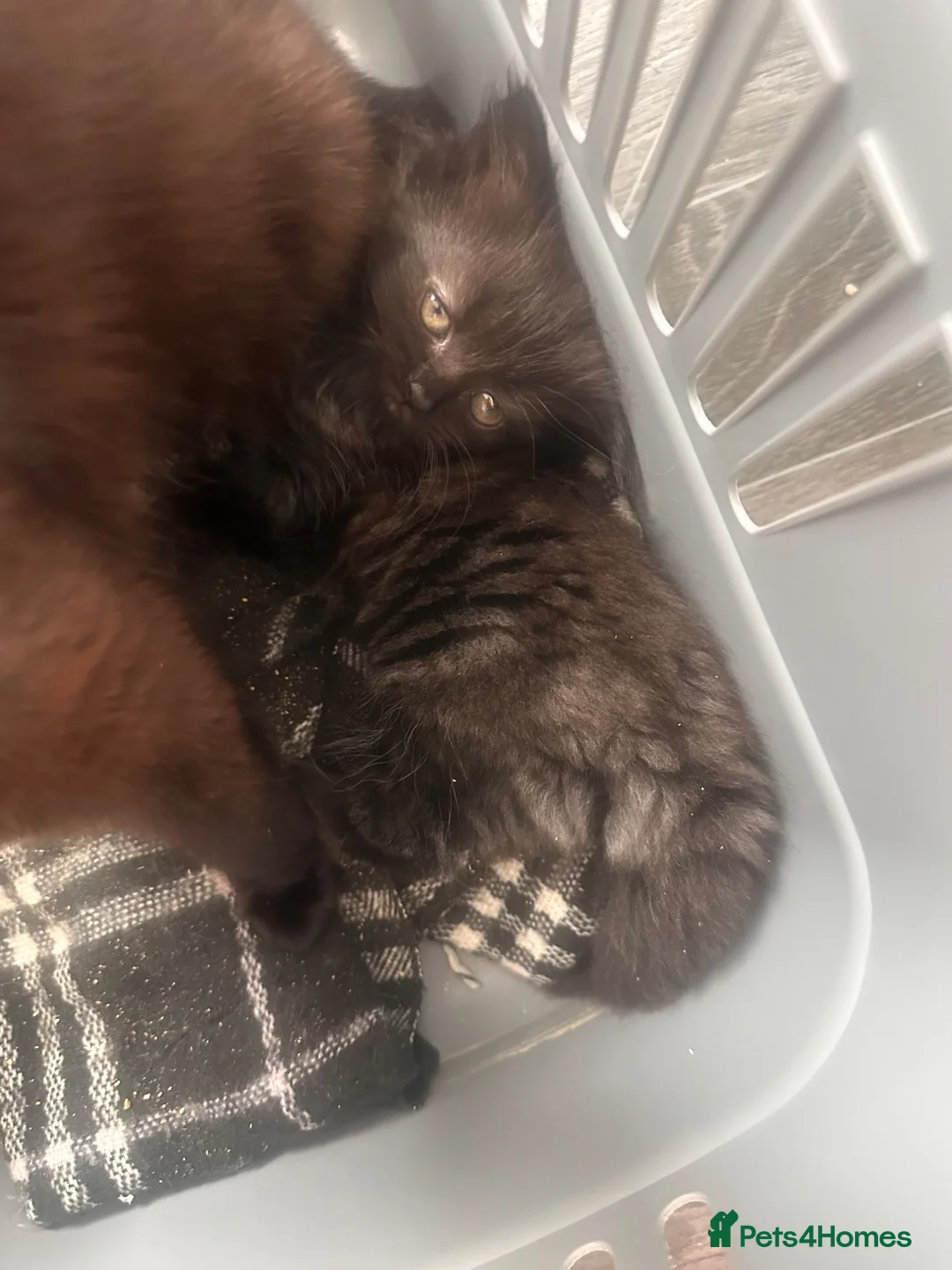 Mixed Breed cats for sale: Female kitten  in Lochgelly - Advert 1