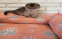 Scottish Fold cats for sale: Scottish fold pedigree kittens - Image 2