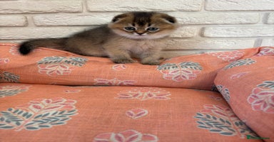 Scottish Fold cats - Advert 1