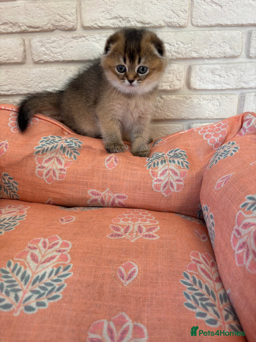 Scottish Fold cats for sale: Scottish fold pedigree kittens - Image 2