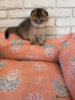Scottish Fold cats - Advert 4