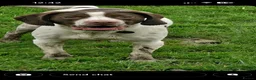 Mixed Breed dogs for sale: Springer Spaniel X Beagle Milo in Cardiff - Advert 6