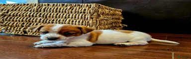 Jack Russell 1