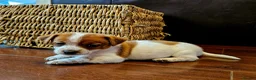 Jack Russell dogs for sale: Jack russell puppies  - Advert 3
