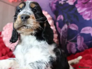 Cocker Spaniel dogs for sale: Extensively Health Tested, Top Quality pedigree - Advert 2