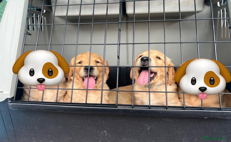 Golden Retriever dogs - Advert 1