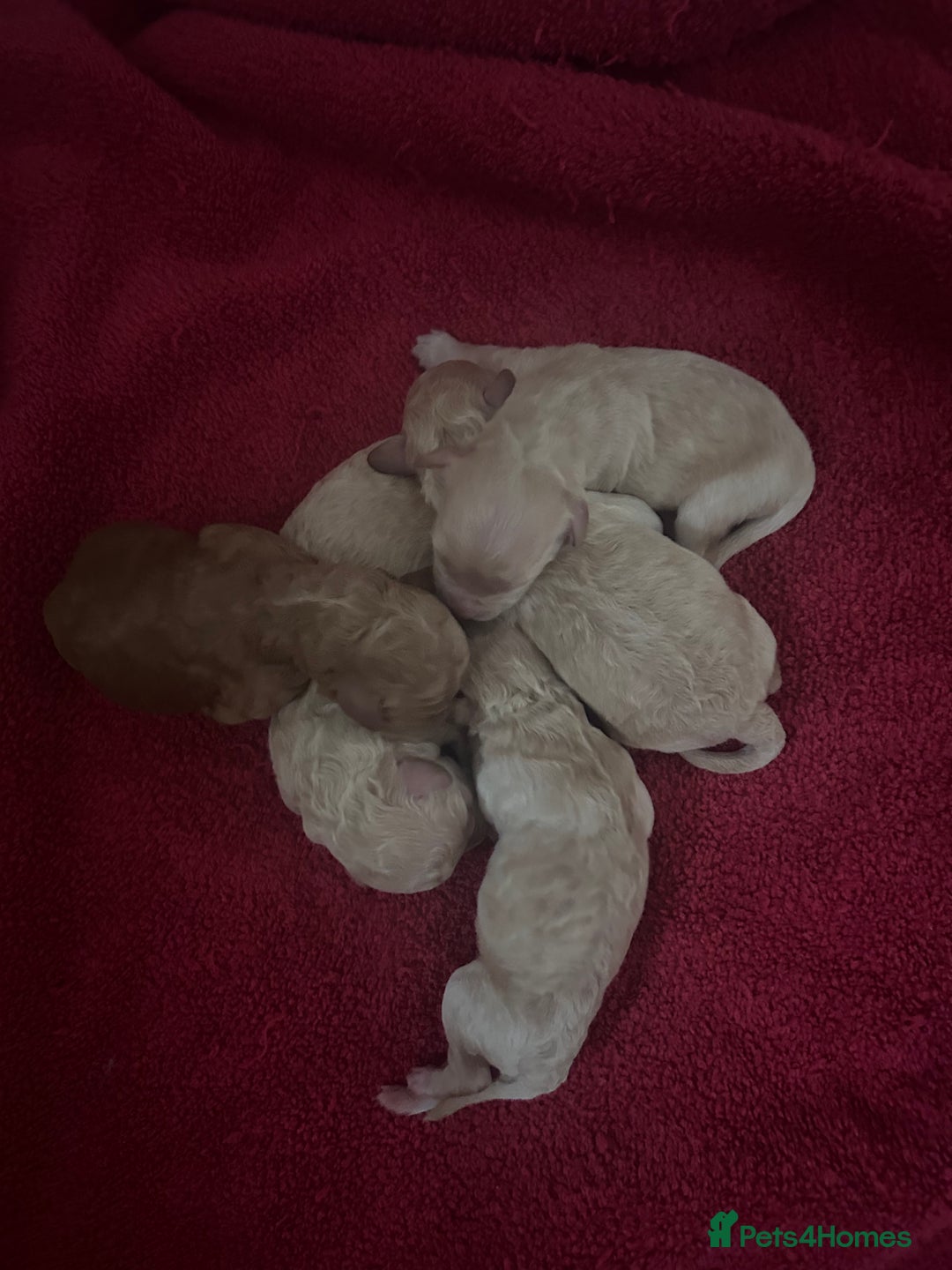 Cockapoo dogs for sale: cockapoo babies  - Image 11