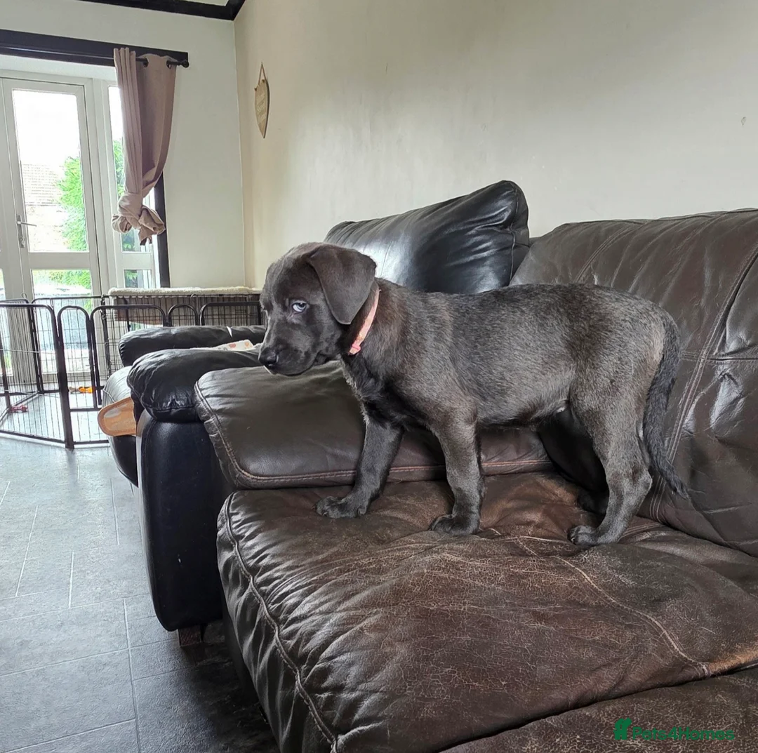 Mixed Breed dogs for sale: Beautiful pup for rehoming! - Advert 6