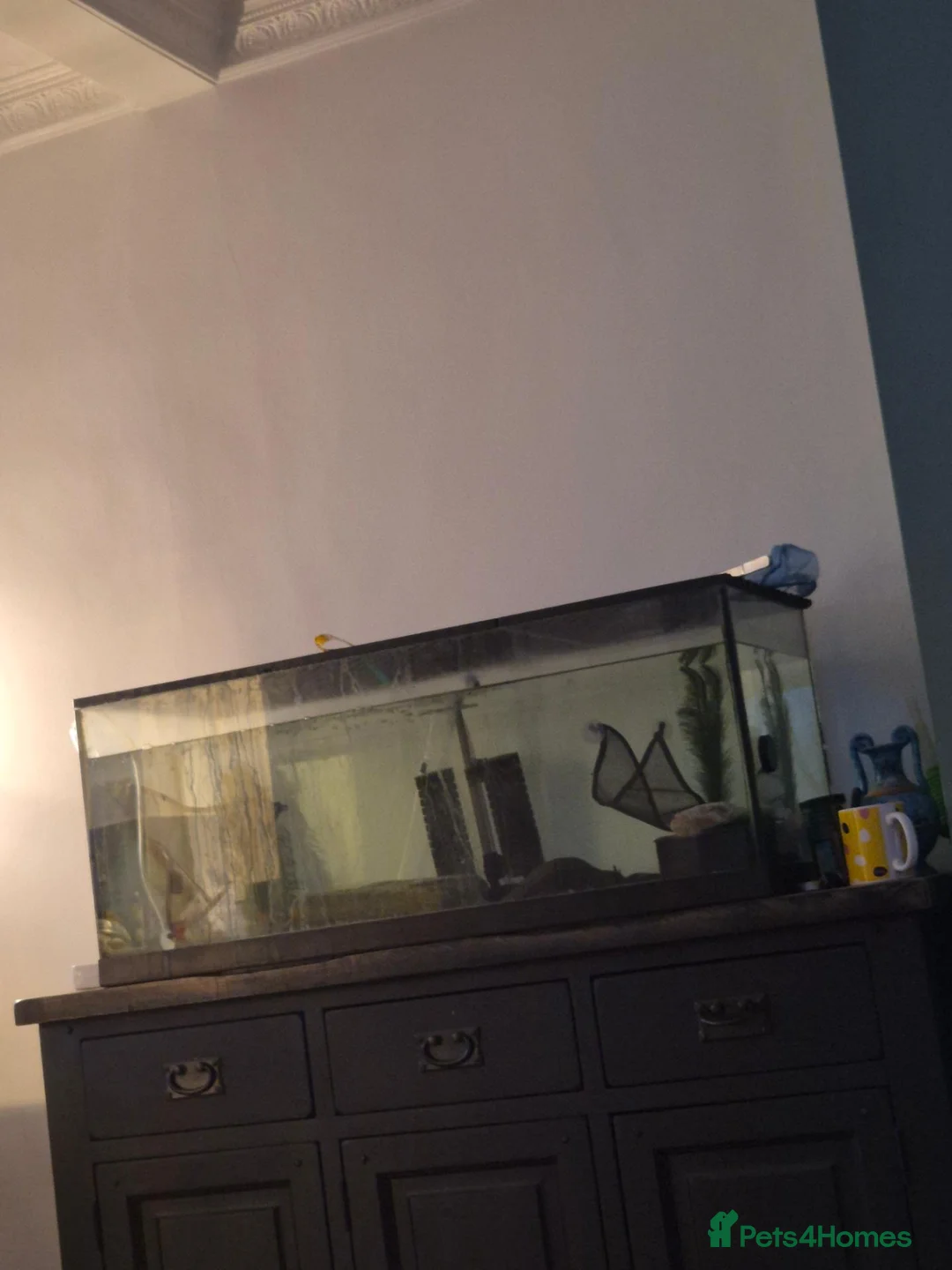 Axolotl reptiles for sale: Female Axolotl & Tank - Advert 3
