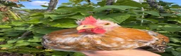 Chickens poultry for sale: Beautiful Pekin Bantam looking for home  - Advert 5