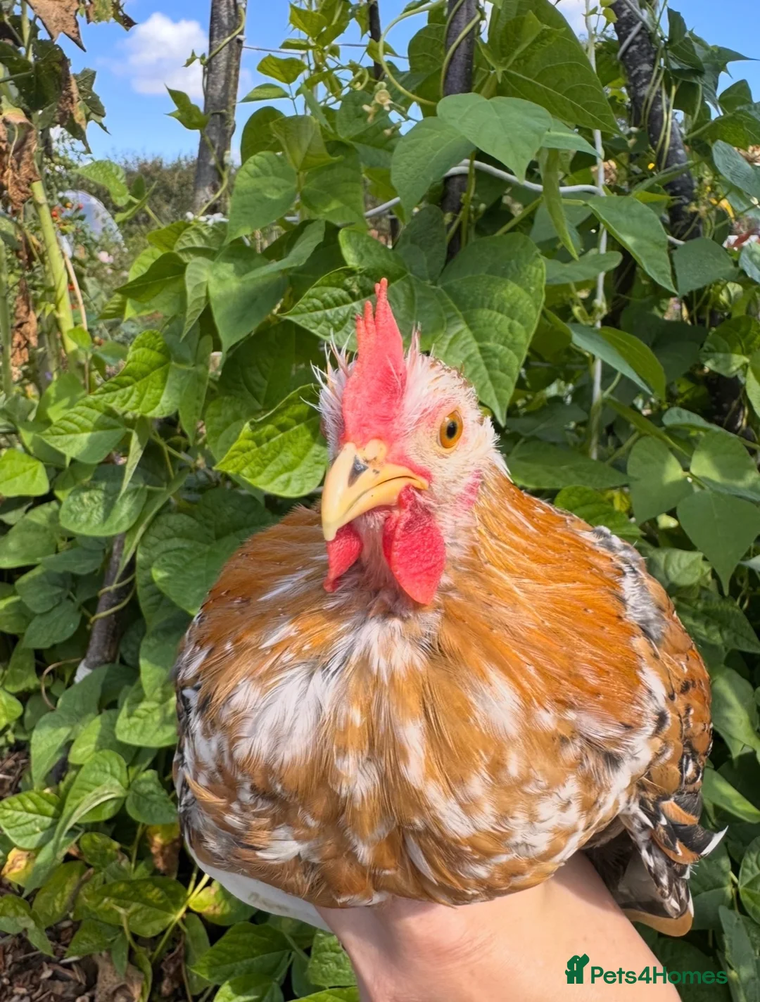 Chickens poultry for sale: Beautiful Pekin Bantam looking for home  - Advert 5