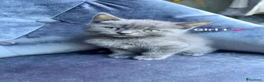 Domestic Shorthair 1