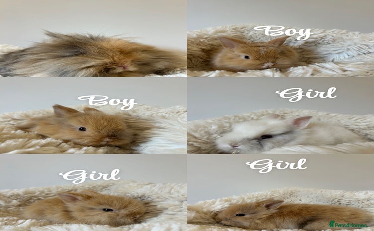 Lionhead rabbits - Advert 4