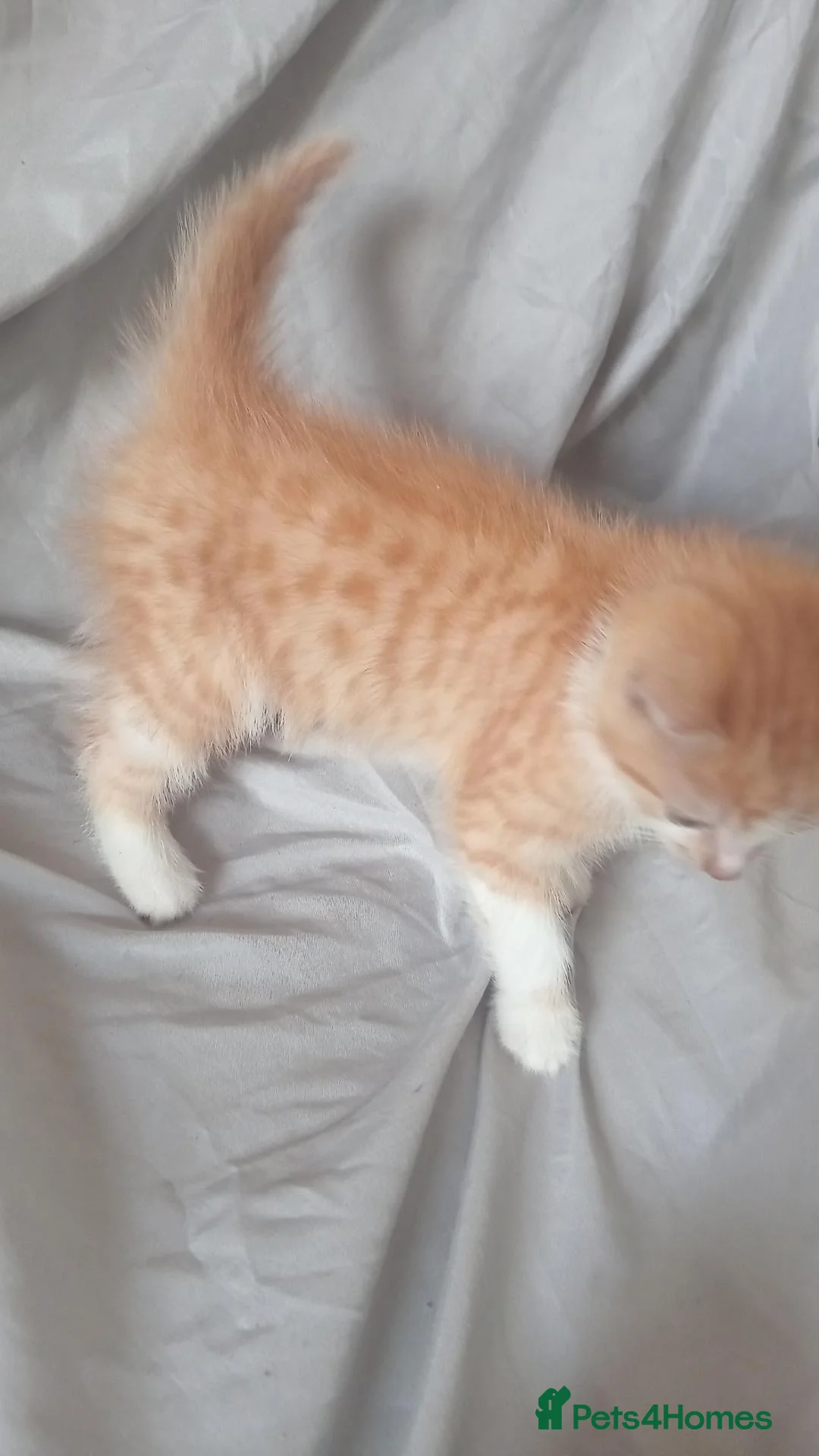 Mixed Breed cats for sale: 2 beautiful kittens in Huntingdon - Advert 2