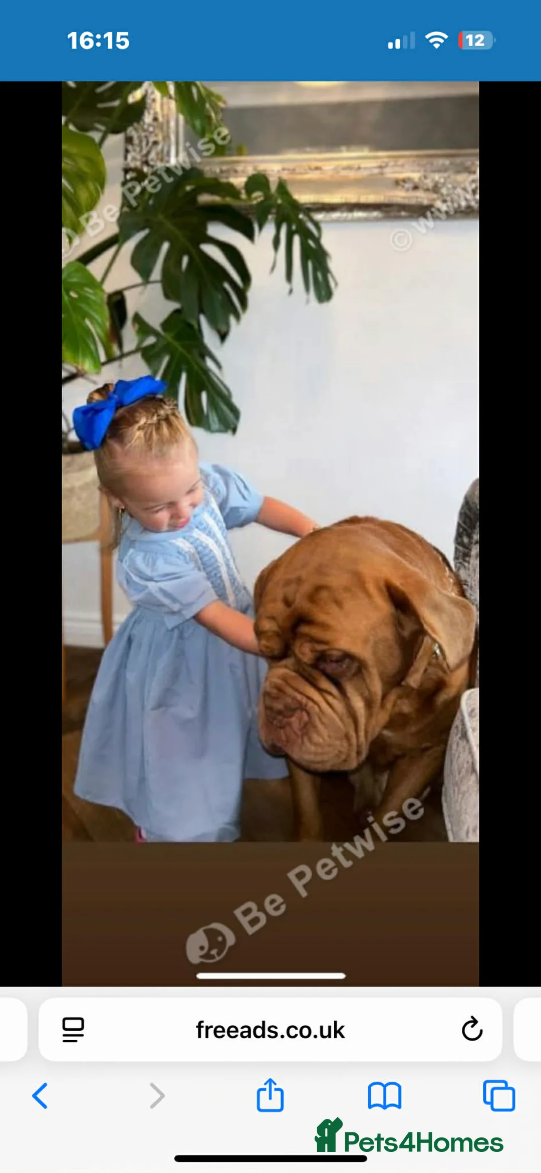 Dogue De Bordeaux dogs for sale: Cooper  - Advert 2