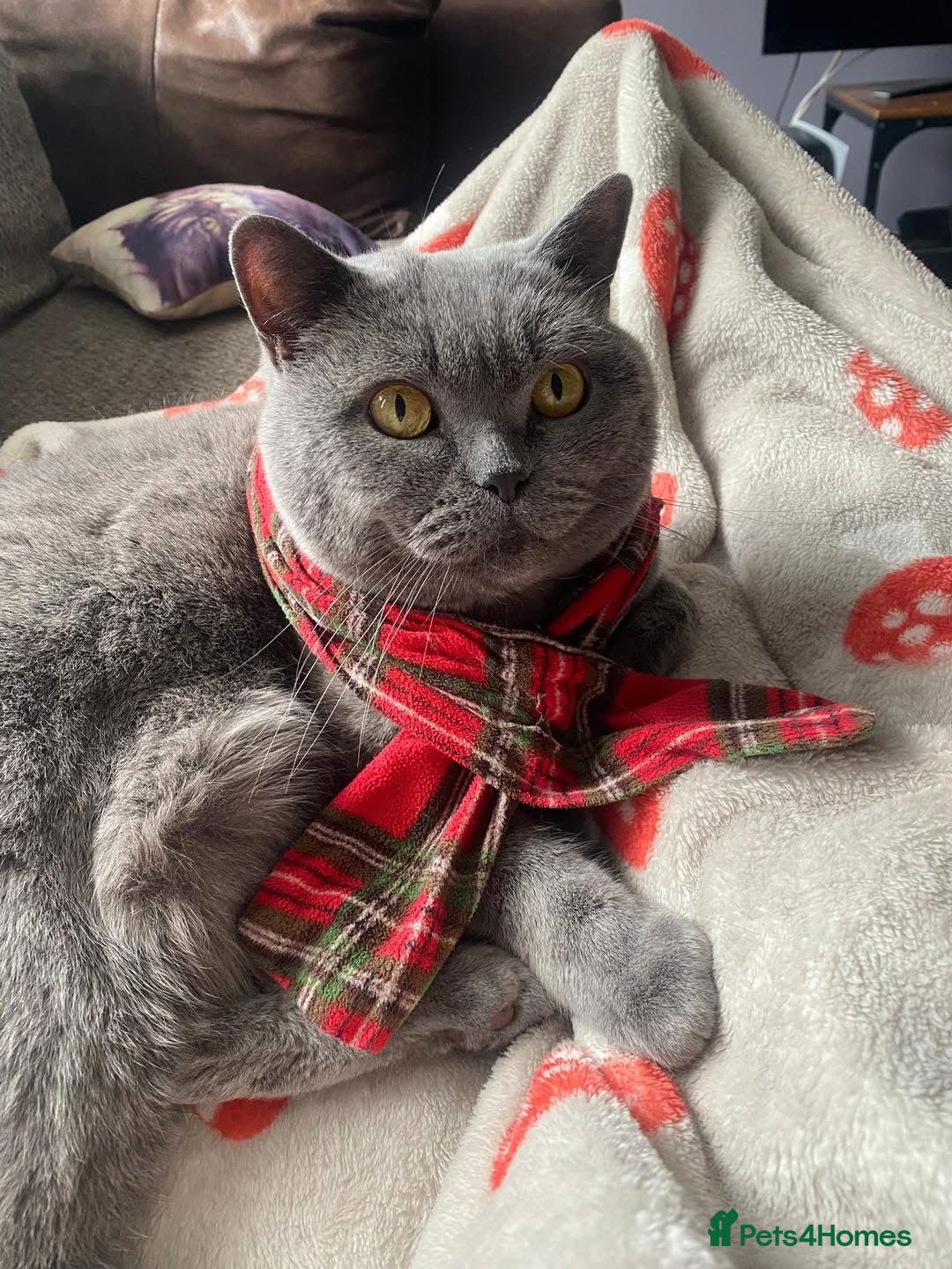 British Shorthair cats Blu (House Cat/ Indoors)  - Advert 2