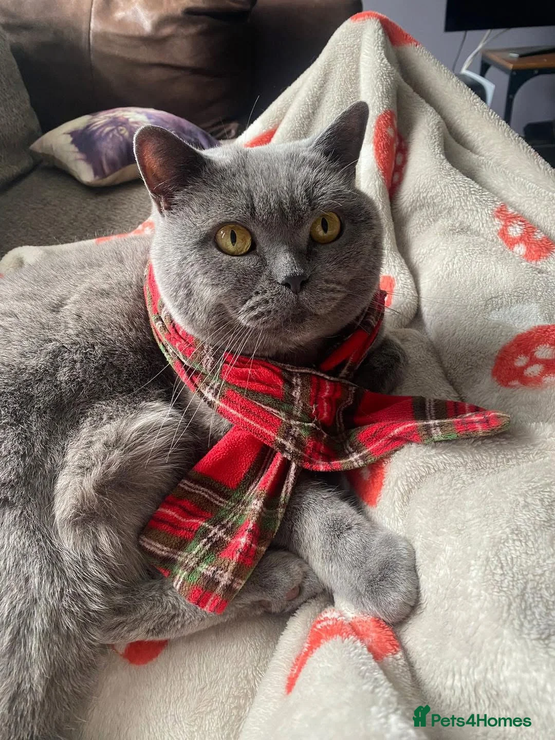 British Shorthair cats for adoption: Blu (House Cat/ Indoors)  - Advert 1