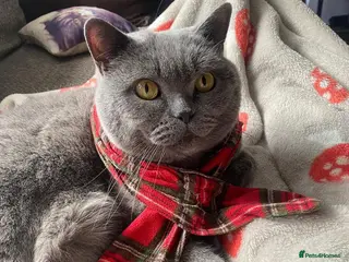 British Shorthair cats Blu (House Cat/ Indoors) - Advert 2